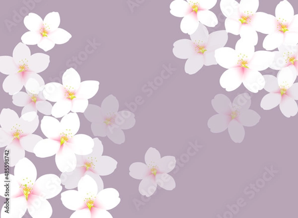 Fototapeta 和風な桜のイラスト