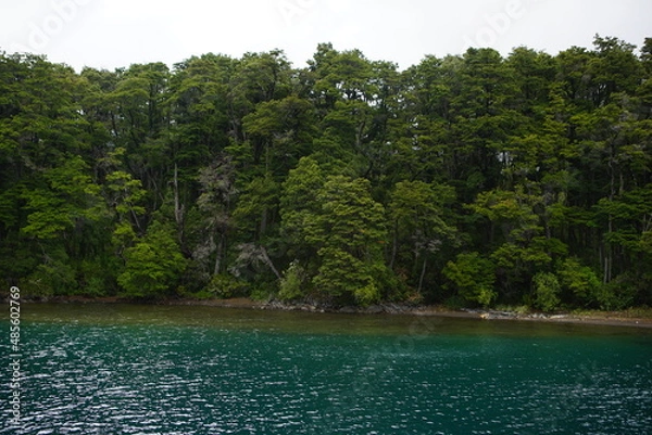 Obraz lake in the forest