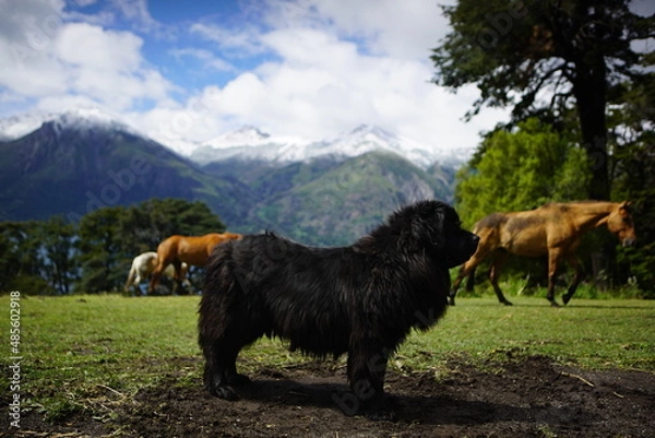 Obraz cow in the mountains