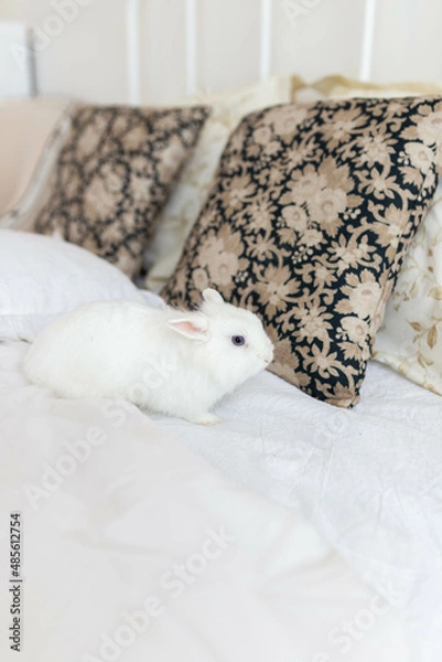Fototapeta white fluffy cute rabbit in a bright room on a snow-white bed with a colored pillow