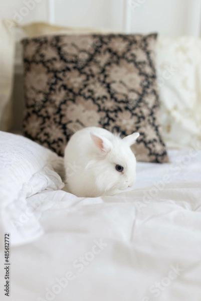 Fototapeta white fluffy cute rabbit in a bright room on a snow-white bed with a colored pillow