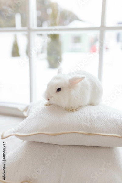 Fototapeta White fluffy cute rabbit in a bright room sitting on pillows. There is a window in the background, snowy winter outside the window
