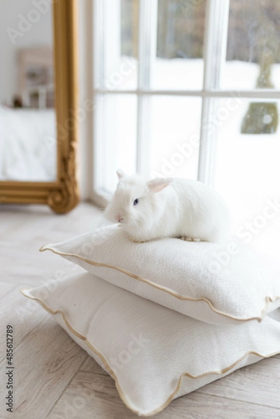Fototapeta White fluffy cute rabbit in a bright room sitting on pillows. There is a window in the background, snowy winter outside the window