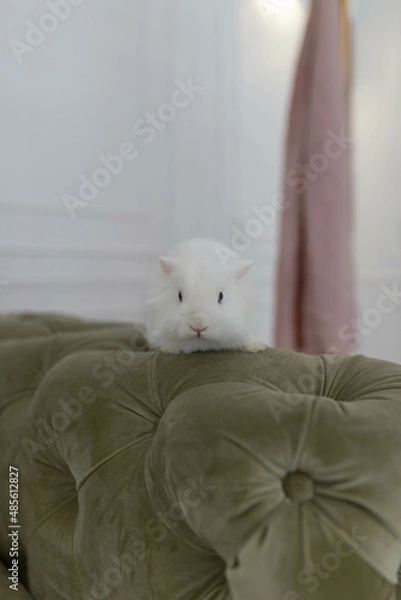 Fototapeta white fluffy cute rabbit in a bright room against the backdrop of a beautiful green sofa