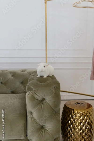 Fototapeta white fluffy cute rabbit in a bright room against the backdrop of a beautiful green sofa