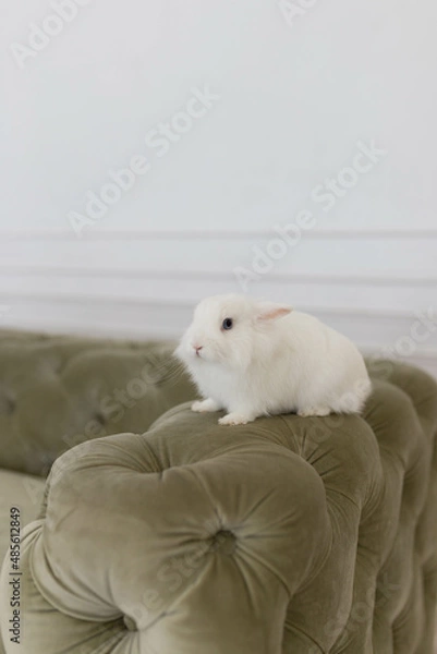 Fototapeta white fluffy cute rabbit in a bright room against the backdrop of a beautiful green sofa