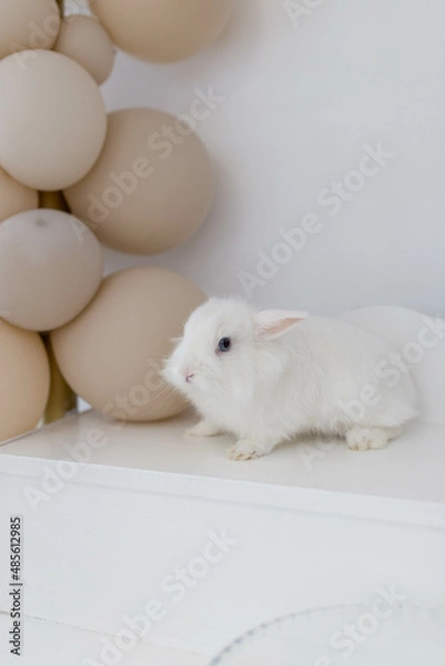 Fototapeta white fluffy cute rabbit in a bright room on the shelf next to the balloons