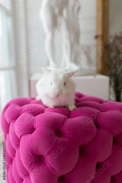 Fototapeta white fluffy cute rabbit on a pink pouf in a bright room