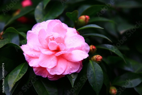 Fototapeta amazing view of blooming Camellia flower,close-up of pink Camellia flower blooming in the garden with raindrops