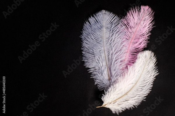 Fototapeta Set of multi-colored feathers on a black background.
