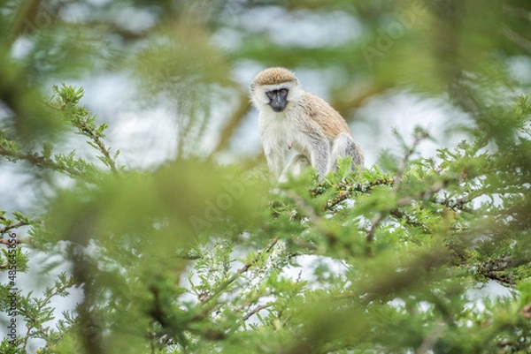 Fototapeta Vervet Monkey (Chlorocebus pygerythrus) at El Karama Ranch, Laikipia County, Kenya
