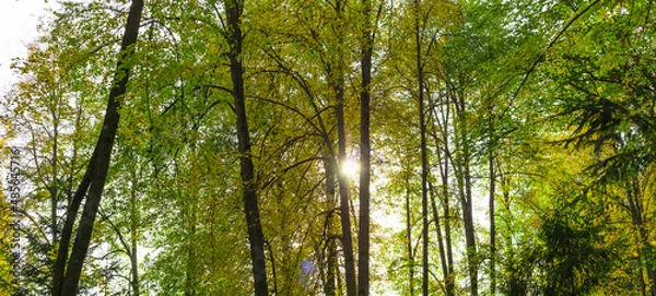 Fototapeta Spring background with a beautiful sunset landscape in the forest