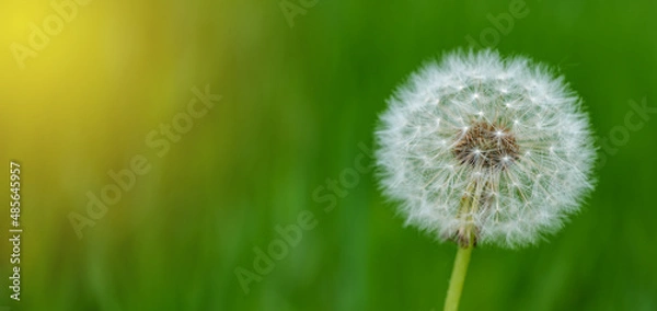 Fototapeta Abstract spring background with green grass and dandelion