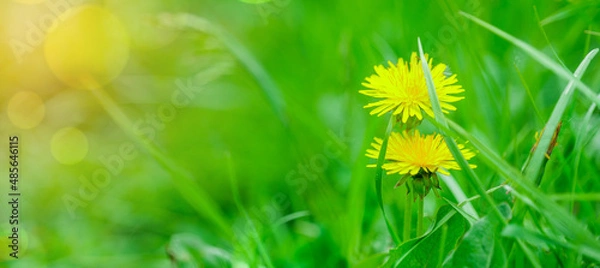 Fototapeta Abstract spring background with green grass and dandelion