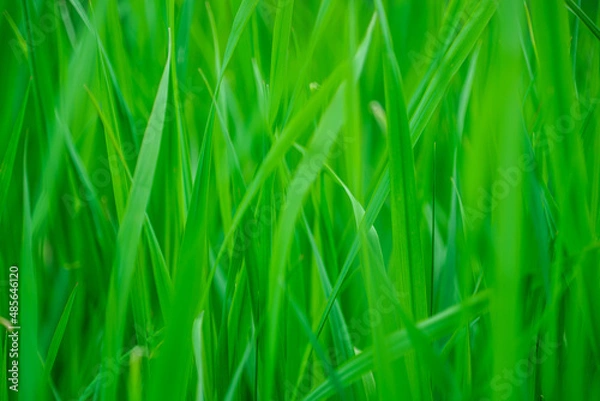 Fototapeta Abstract spring background with green grass