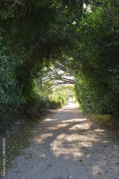 Obraz túnel de arboles por carretera destapada con al fondo el sol entrando fuerte