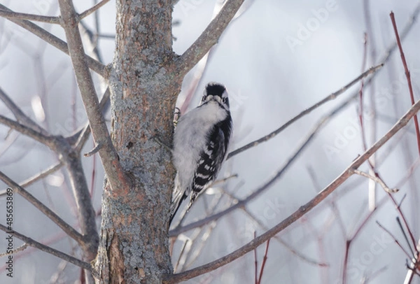 Obraz Downy Woodpecker