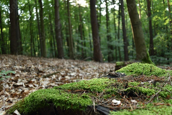 Fototapeta Forest moss against the background of trees and fallen leaves.