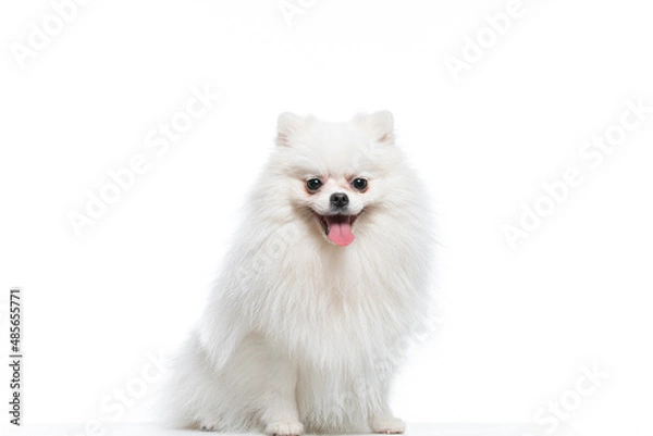 Obraz spitz branco em estudio fotográfico em fundo branco
