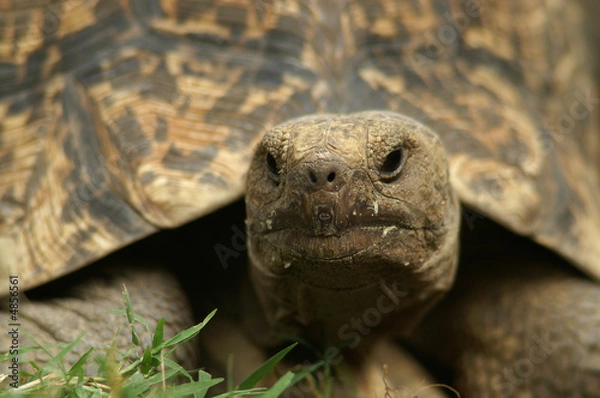 Fototapeta Leopard Tortoise