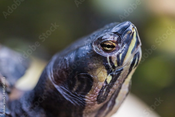 Fototapeta Close-up portrait of a turtle head. The background is blurred by the technique of photography.