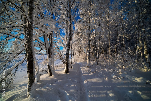 Obraz  Blurred winter background.