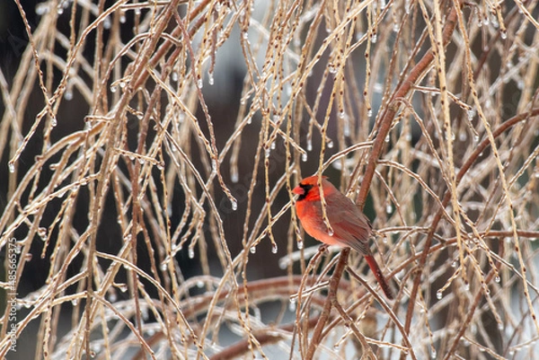 Obraz cardinal on branch