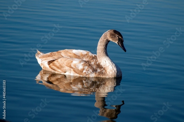 Fototapeta A white majestic swan floats in front of a wave of water. Young swan in the middle of the water. Drops on a wet head.