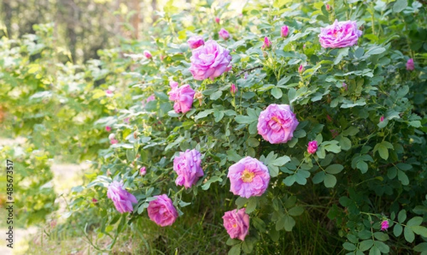 Fototapeta branches with pink roses near the ground - background with copy space for text
