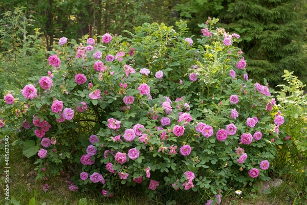 Fototapeta huge rosehip bush, wild rose, pink roses in the fresh greenery of the bush