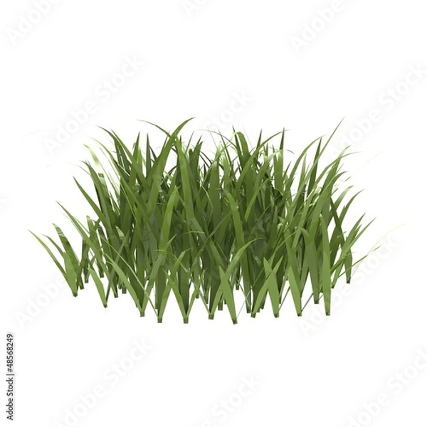 Fototapeta kępka naturalna