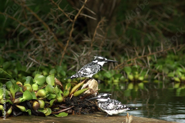 Fototapeta Pied Kingfishers