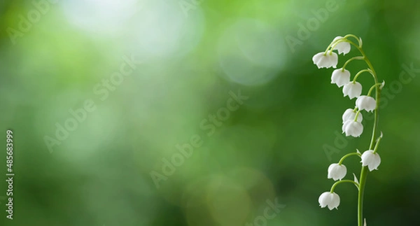 Fototapeta Nature Spring background with Lily of the valley flowers