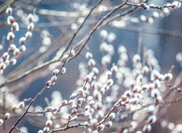 Fototapeta Pussy willow branches with catkins, soft fluffy spring buds in sunlight. Early spring Easter background. Text space. Traditional decoration for Palm Sunday in Europe.