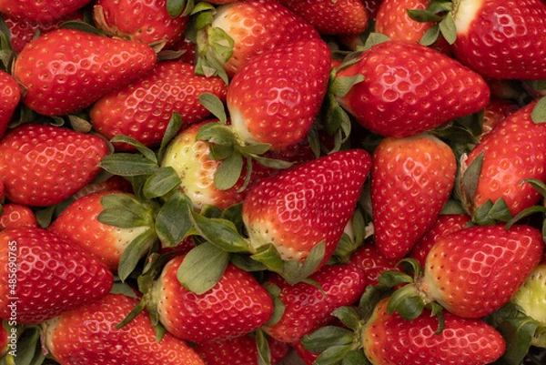 Fototapeta Some delicious strawberries in the background, freshly picked. One of the largest harvests is produced in the province of Huelva, Spain.