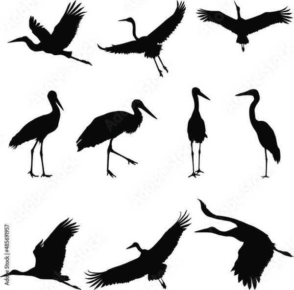 Obraz Group of storks Silhouette , Silhouette of crane birds or herons flying and standing set. 
