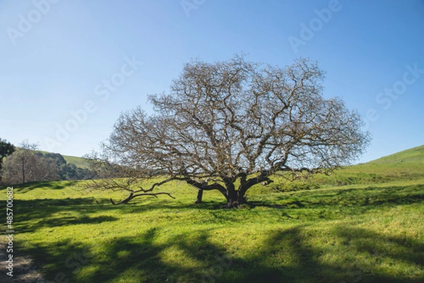 Obraz tree in field