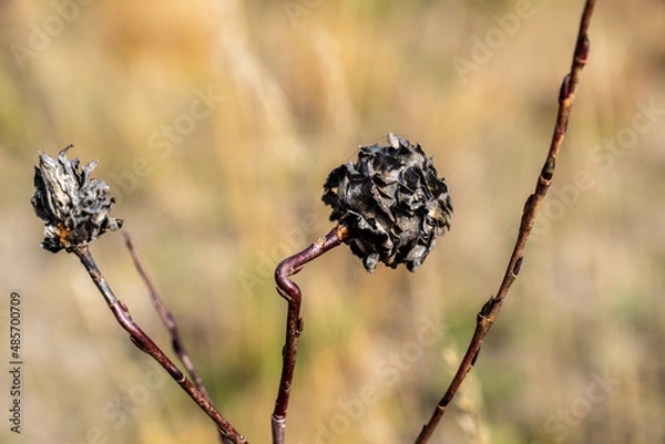 Fototapeta Vertrocknete Rose