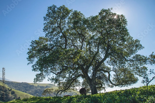 Obraz Hiding under the tree