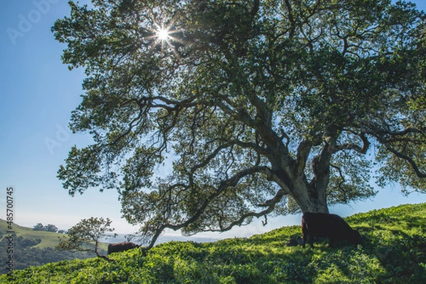 Obraz Hiding under the tree