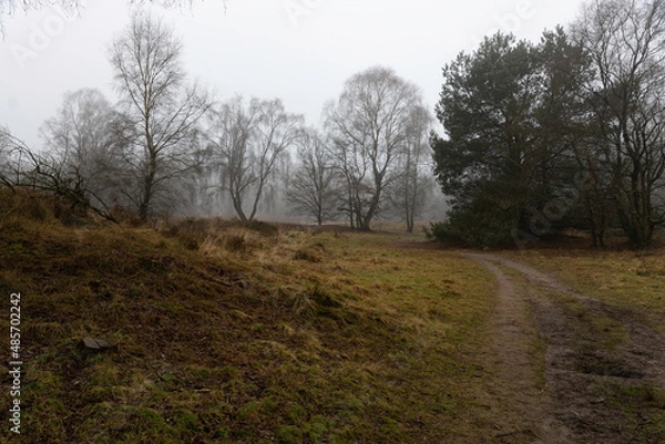 Obraz Eozendaalse heide near Velp in Gelderland