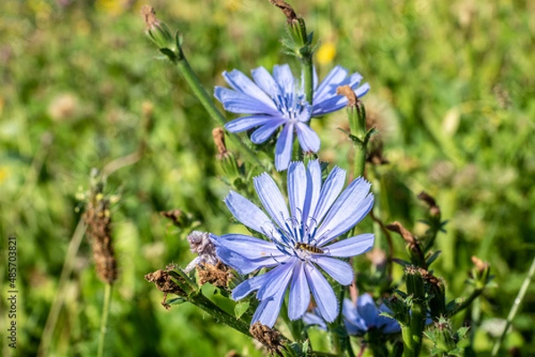 Obraz Gemeine Wegwarte