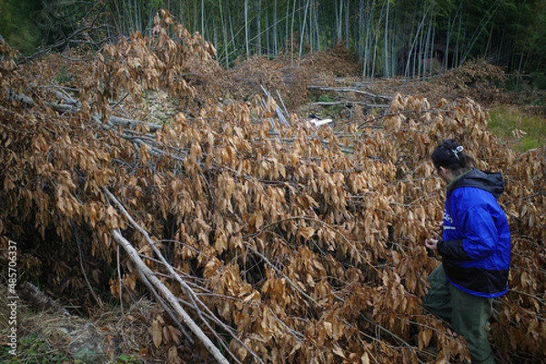 Fototapeta ブッシュクラフトをする男性