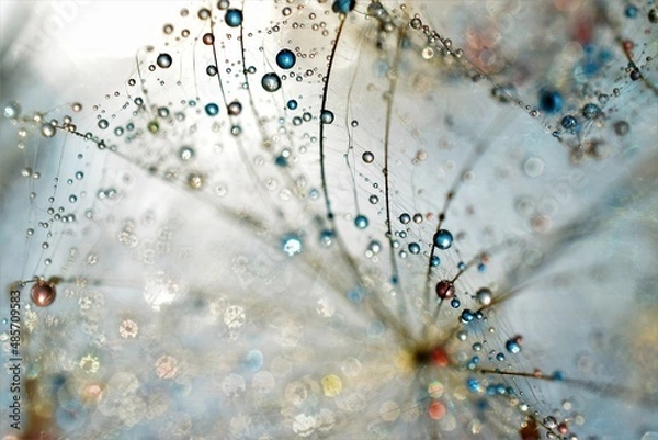 Fototapeta dandelion with drops