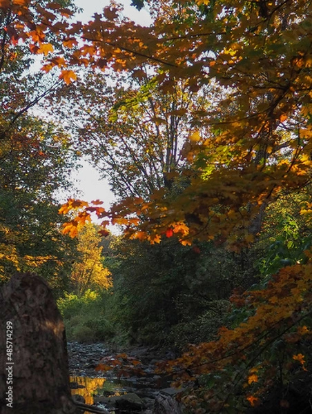 Obraz Tranquil Hidden Stream in Autumn