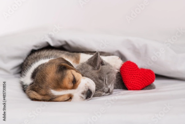 Fototapeta Beagle puppy hugging and playing with a gray British kitten under a white blanket at home in the bedroom with a bright plush red heart next to it. Cute kitten and puppy at home. Valentine's day concep