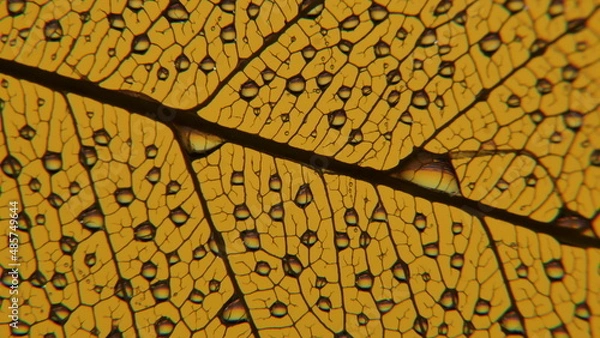 Obraz gouttes de pluie sur feuille de Pipal décomposée. (Figuiers des Pagodes ou Ficus Religiosa)
