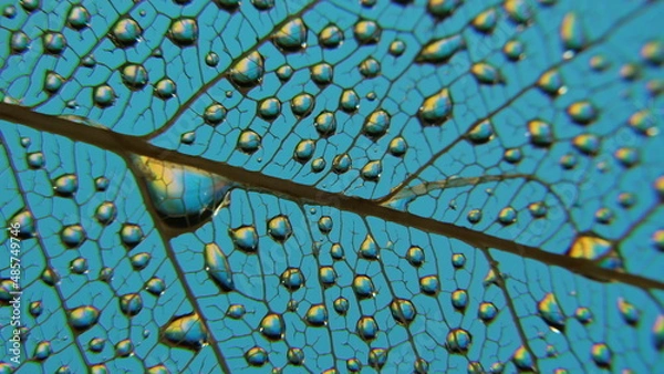 Obraz gouttes de pluie sur feuille de Pipal décomposée. (Figuiers des Pagodes ou Ficus Religiosa)