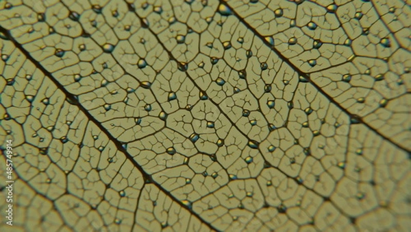 Obraz gouttes de pluie sur feuille de Pipal décomposée. (Figuiers des Pagodes ou Ficus Religiosa)