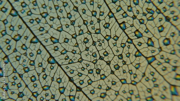 Obraz gouttes de pluie sur feuille de Pipal décomposée. (Figuiers des Pagodes ou Ficus Religiosa)